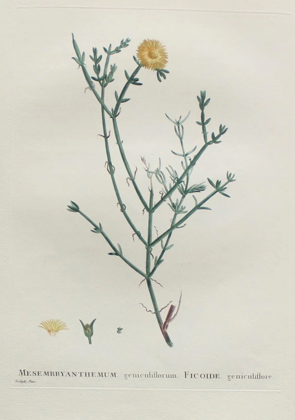 Mesmbryanthemum genuculiflorum